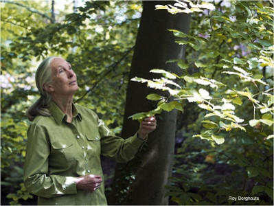 jane goodall