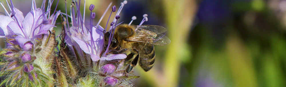 bee